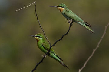 A pair of Blue-cheeked bee-eater perched on acacia tree at Jasra, Bahrain