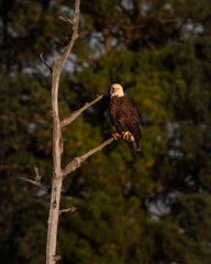 Birds - Bald Eagle, Blackwater National Wildlife Refuge, Virginia