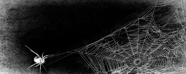 Spiders in web on black grunge background. Cobweb frame. Halloween party. Texture of spider web. Halloween decoration. Gothic style	
