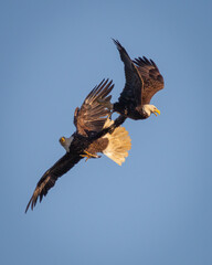 Birds - Bald Eagle, Jamestown, Virginia 