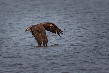 Birds - Juvenile Bald Eagle, Jamestown, Virginia 
