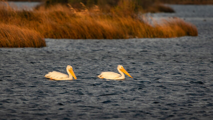 Birds - White Pelican, Pea Island National Refuge, Outerbanks, North Carolina