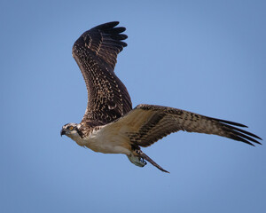 Birds- Osprey, Assateague Island, Virginia 