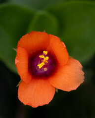 Flowers - Scarlett Pimpernel, Round Hill, Virginia