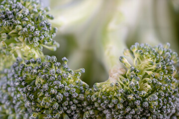 close up of a bunch of broccoli