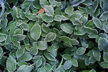 green leaves dotted with morning frost. plants in frost. autumn morning in the Carpathians. beauty and naturalness of nature