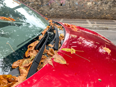 dried autumn leaves on front window of red parked car