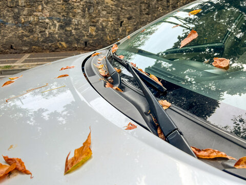 dried autumn leaves on front window of car