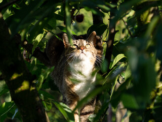 Cat on the tree looking at a cherry