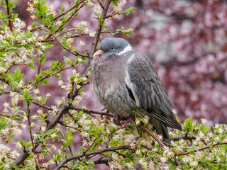 pigeon on the tree