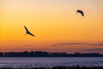 Im Morgenrot auffliegende Siberreiher am Bodden vor Zingst.