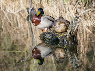 male and female mallard duck