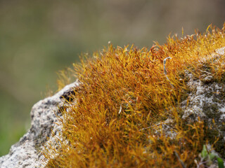 moss on stone