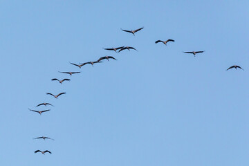 Fliegende Kraniche am Abend am Bodden vor Zingst.