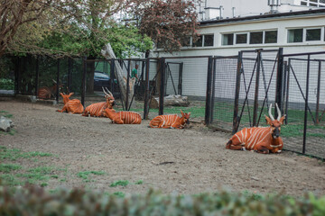 Bongo antelopes rest on green grass in the zoo