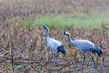Kraniche auf einem abgeernteten Maisfeld am Kranorama bei Günz.