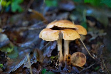 Macro shot of mushrooms in the fall. Mushrooms in autumn.