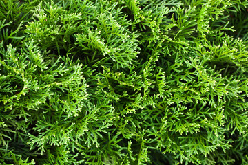 Western arborvitae texture. Evergreen background. Closeup plant. Coniferous background. Forest macro photography. Gardening coniferous bush.