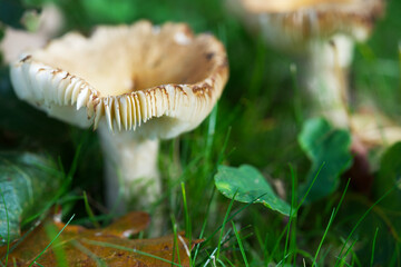 Macro shot of mushrooms in the fall. Mushrooms in autumn.