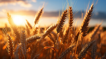 Golden Ripe Ears of Wheat on Nature in Summer Field at Sunset Rays of Sunshine Defocused Background
