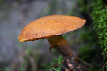 Macro shot of mushrooms in the fall. Mushrooms in autumn.