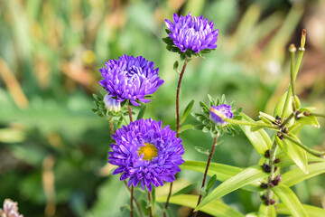 Purple aster grows in a flower bed. High quality photo