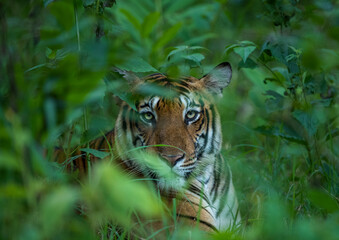 WILD TIGER