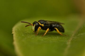 Small yellow and black wasp perched on a green leaf.