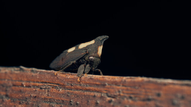 Details of a black enchenopa walking through a wood.