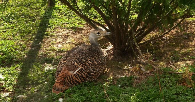 A female bustard bird rests under a bush on the grass. Close-up. A beautiful bustard bird lying down looks around. Bustard bird concept close up.