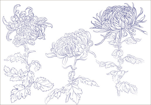 Elegant decorative chrysanthemums flowers, design element. Floral branch. Floral decoration for vintage wedding invitations, greeting cards, banners. Isolated on a white.