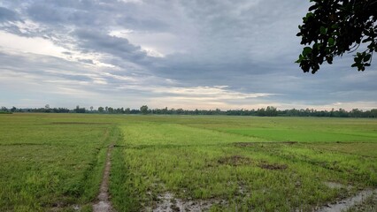 field and blue sky