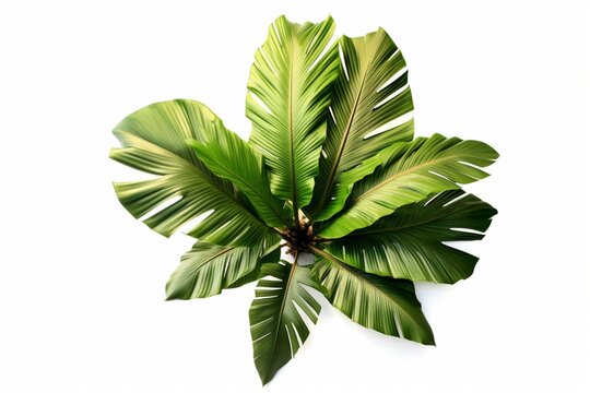 Overhead View Of Tropical Banana Palm Tree Against A White Background. Generative AI