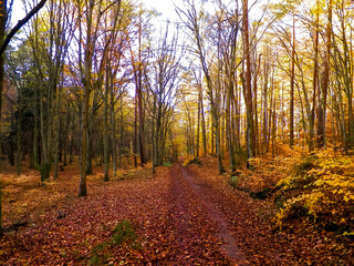 Fototapeta premium Autumn forest landscape, Poland.