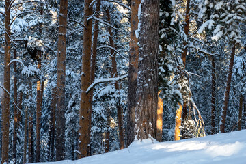 Winter pine forest in the sunny frosty morning. Pine forest after snowfall.