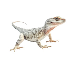 Obraz premium lizard isolated on a transparent background PNG, Generative Ai