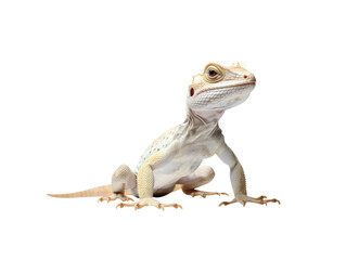 Obraz premium lizard isolated on a transparent background PNG, Generative Ai