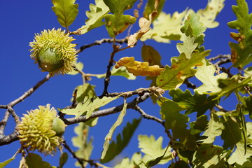 Acorn of Turkey oak or Kermes oak, Quercus coccifera, is an oak in the Quercus section Cerris. Here...