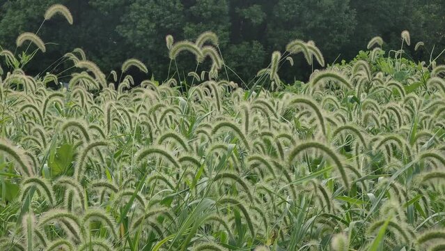 green foxtail grass bush in the wind with sound of crickets 4k clip