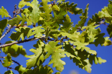 Leaves and entire foliage of Turkey oak or Kermes oak, Quercus coccifera, an oak from the section Quercus Cerris. Here a shrub in the forest near Taskent, Konya district, Turkey.