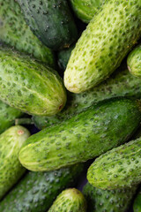 green cucumber bunch on grocery market. Vegetable crisper full of green ripe raw cucumbers . Winter greenhouse organic crop. 