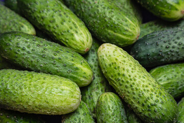 green cucumber bunch on grocery market. Vegetable crisper full of green ripe raw cucumbers . Winter greenhouse organic crop, non-starchy