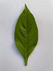 green leaf background
