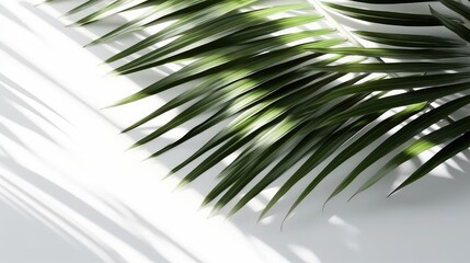 Palm Leaves Shadow on Light Background Evoking a Sense of Serenity. AI generated