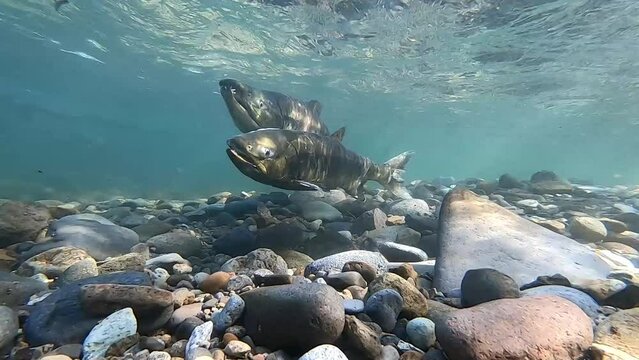 Underwater photography of chum salmon running upstream in the Churui River, Shibetsu Town, Hokkaido