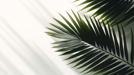 Nature's Elegance: Palm Leaf Shadows on Light Background. AI generated