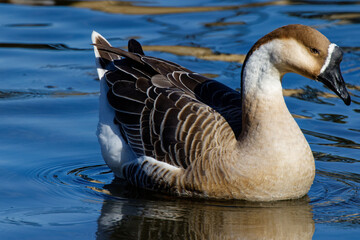 This photograph captures a beautiful Brown Chinese Goose on an autumn morning.  Many people consider the Brown Chinese goose the most beautiful member of the goose family.