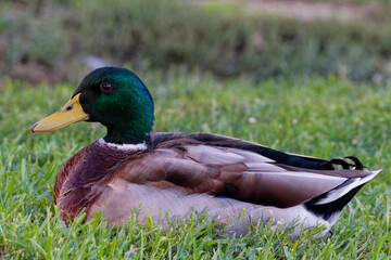 This photograph captures a beautiful Mallard (Male) on an autumn morning.  Mallards are dabbling ducks found around the world.  Males have an iridescent green head and purple patches on their wings.
