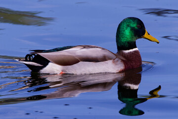 This photograph captures a beautiful Mallard (Male) on an autumn morning.  Mallards are dabbling ducks found around the world.  Males have an iridescent green head and purple patches on their wings.
