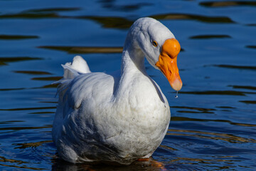 This photograph captures a beautiful White Chinese Goose on an autumn morning.  Many people consider the White Chinese goose the most beautiful member of the goose family.